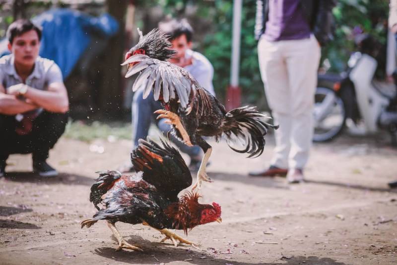 Làm sao cược đá gà Thomo cho chuẩn?